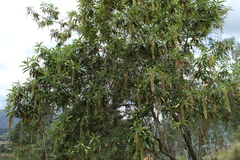 Escallonia pendula