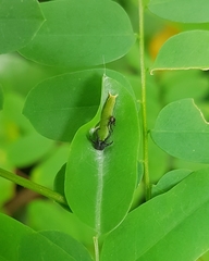 Polyura hebe