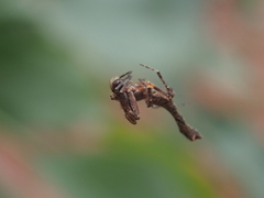 Paraverrucosa neglecta