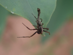 Paraverrucosa neglecta