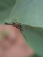 Paraverrucosa neglecta