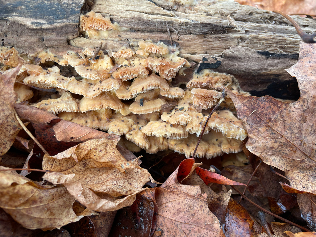 Trametopsis cervina · November 2025 · photo: © jackbattle6 (iNaturalist, cc-by)