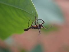 Paraverrucosa neglecta