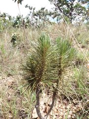 Lychnophora ericoides