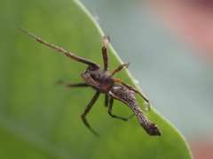 Paraverrucosa neglecta