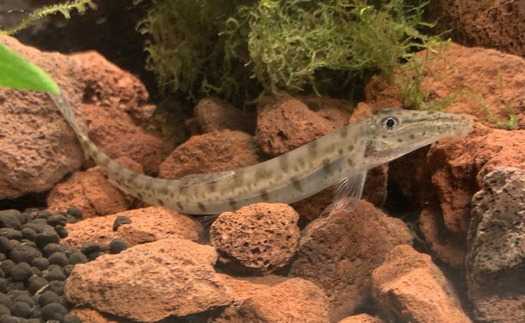 Horse-Faced Loach