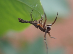 Paraverrucosa neglecta