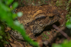 Bufo cryptotympanicus