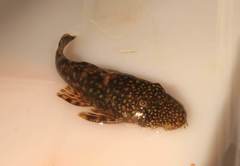 Ancistrus multispinis