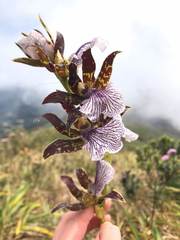Zygopetalum