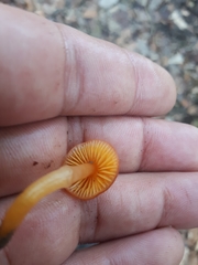 Gliophorus perplexus
