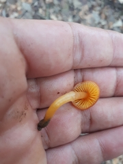 Gliophorus perplexus