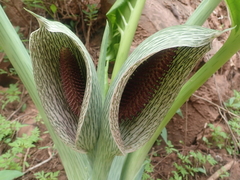 Synandrospadix vermitoxicus