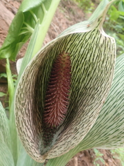 Synandrospadix vermitoxicus