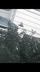Passer domesticus