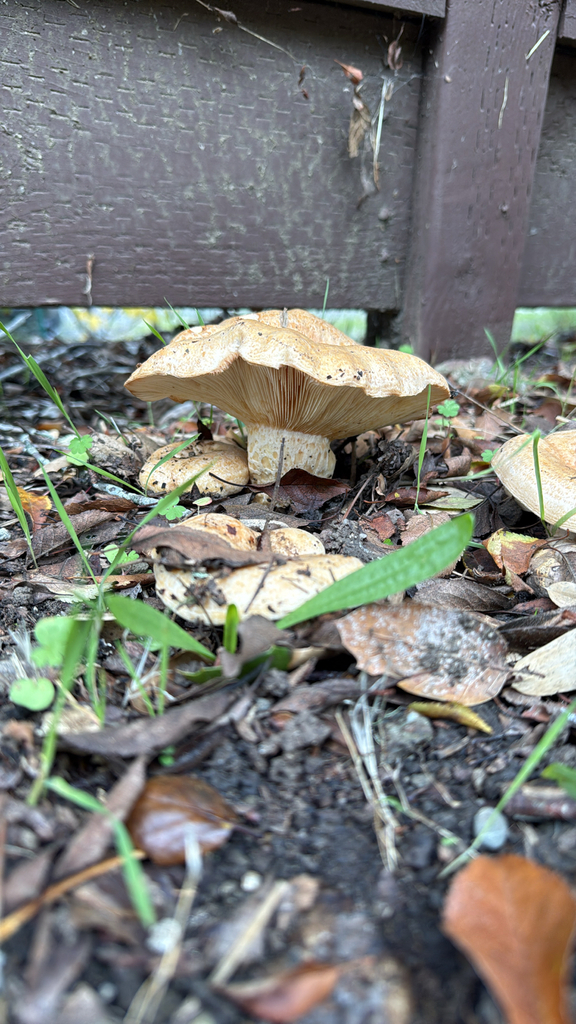 Lactarius alnicola · November 2025 · photo: © theabobea (iNaturalist, cc0)