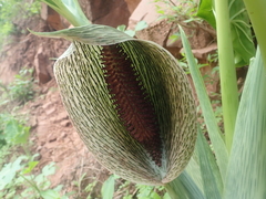 Synandrospadix vermitoxicus