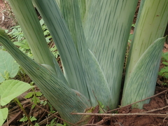Synandrospadix vermitoxicus