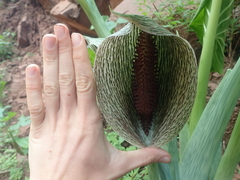 Synandrospadix vermitoxicus
