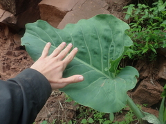 Synandrospadix vermitoxicus