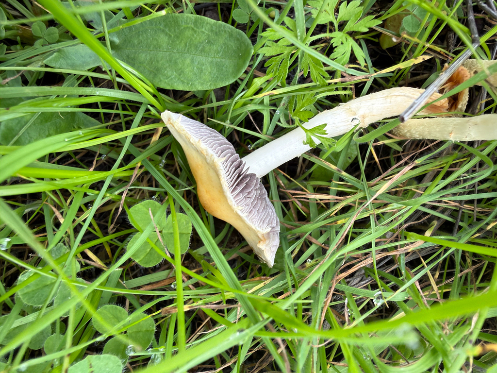 Leratiomyces percevalii · November 2025 · photo: © theabobea (iNaturalist, cc0)