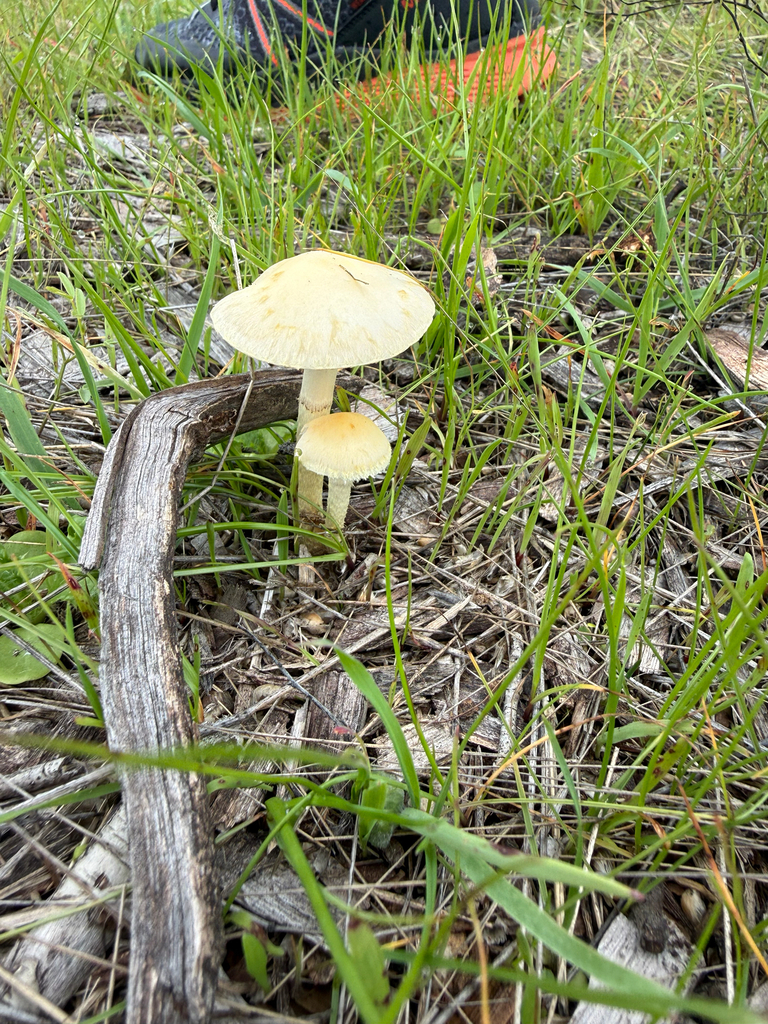 Leratiomyces percevalii · November 2025 · photo: © theabobea (iNaturalist, cc0)