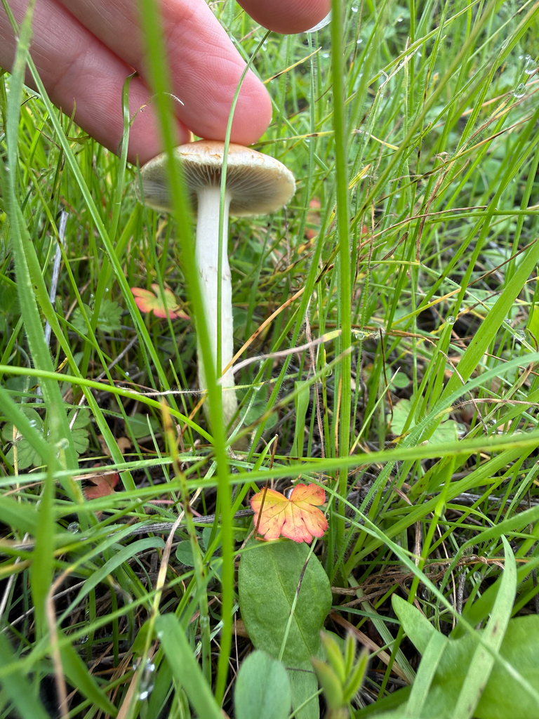 Leratiomyces percevalii · November 2025 · photo: © theabobea (iNaturalist, cc0)