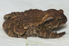 Bufo cryptotympanicus