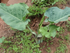 Synandrospadix vermitoxicus