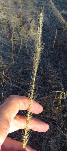 Large-spike Bristlegrass (Setaria macrostachya)
