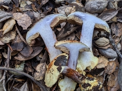Cortinarius adonis