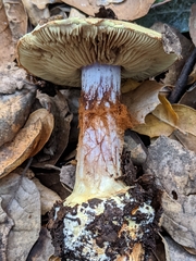 Cortinarius adonis