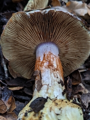 Cortinarius adonis