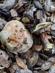 Cortinarius adonis