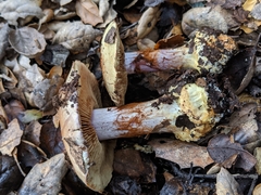 Cortinarius adonis