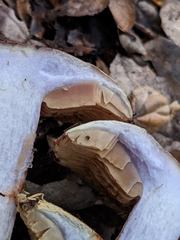 Cortinarius adonis