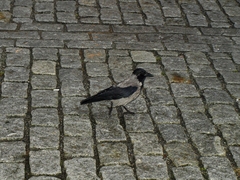 Corvus cornix