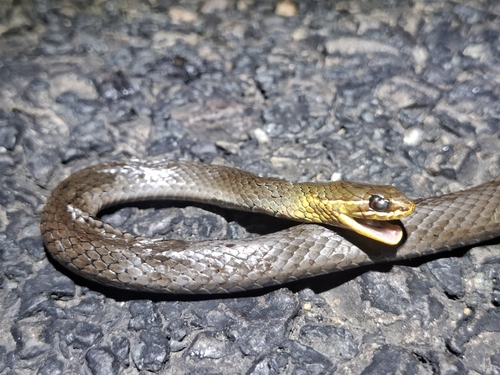 Marsh Snake sighting