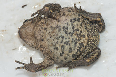 Bufo cryptotympanicus