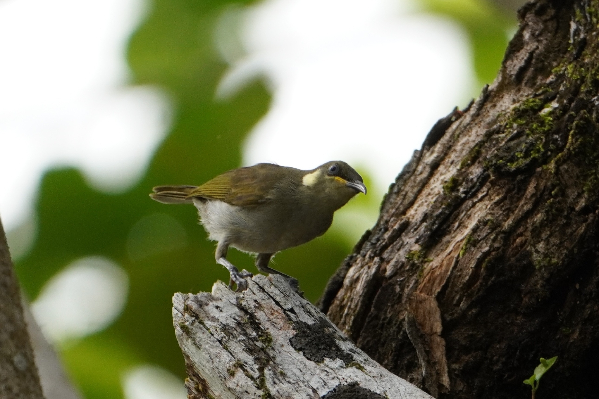 Mimic Honeyeater illustration