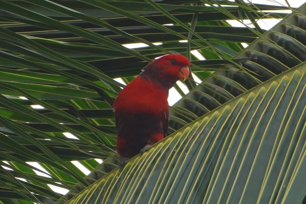 Violet-necked Lory illustration