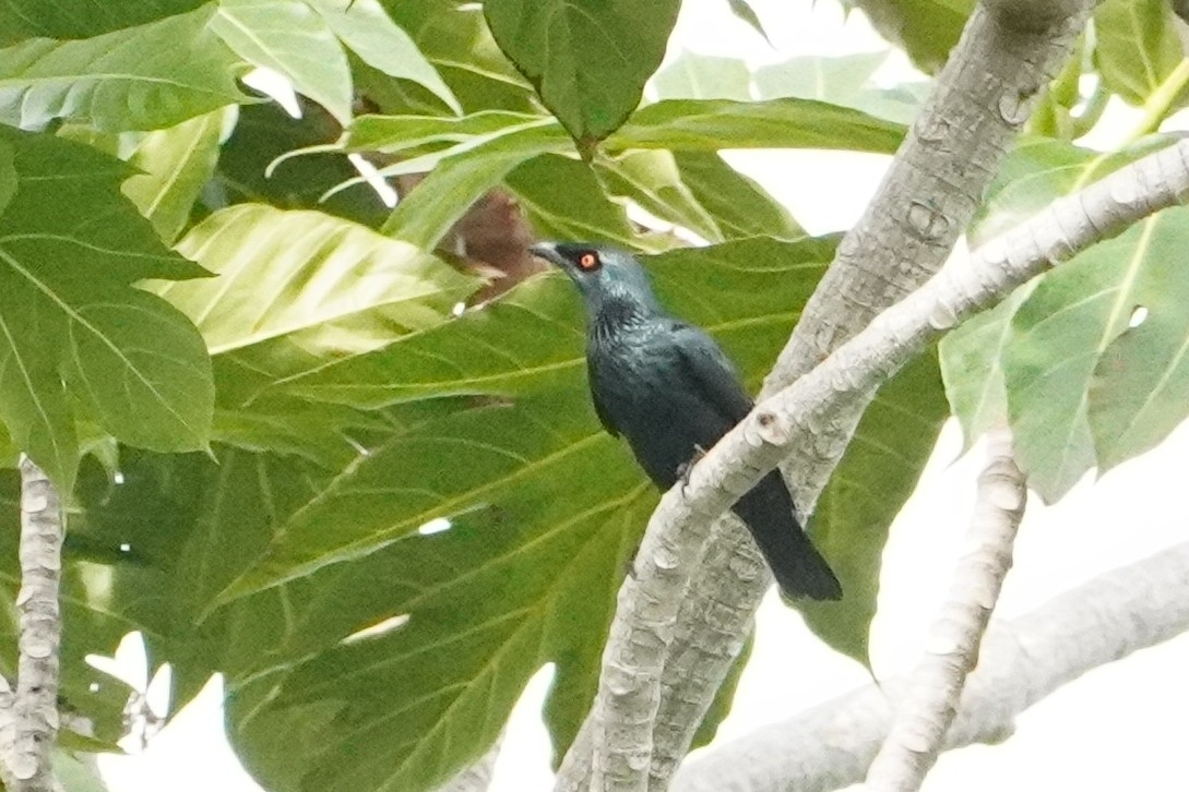 Singing Starling (Aplonis cantoroides), photo 7