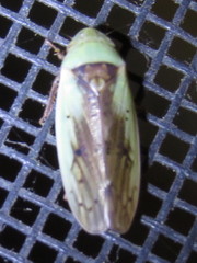 Ponana