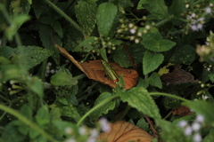 Agesander ruficornis