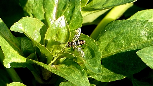 Unknown species found near Centerton, AR 72719, USA