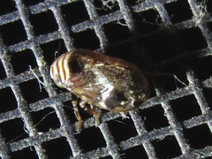 Clastoptera obtusa