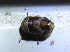 Clastoptera obtusa
