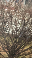 Passer domesticus