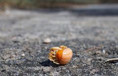 Nepinnotheres novaezelandiae