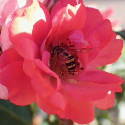 Unknown species found near Hutchinson Island, Savannah, GA, USA